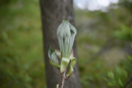 南會津的山菜 哈里吉里