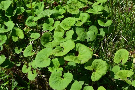 Minami Aizu Wild Plants giant butterbur