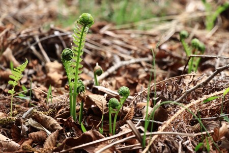 Minami Aizu Wild Plants flirtatious glance