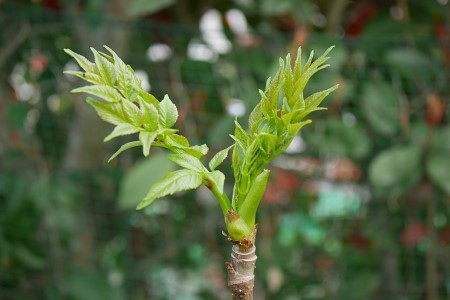 南會津的山菜 鱈魚苗