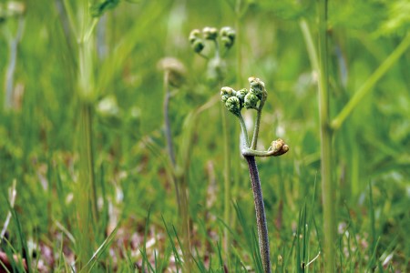 南会津の山菜 わらび