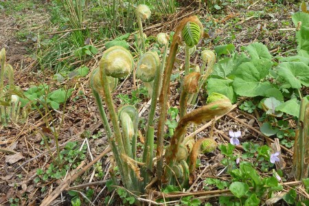 Minami Aizu Wild Plants mainspring