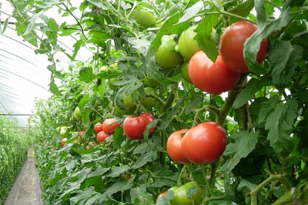 南会津の野菜 南郷トマト