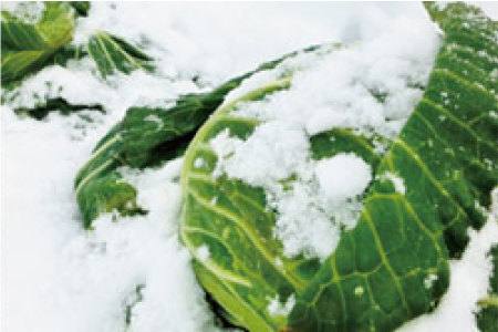 Minamiaizu Vegetables Cabbage under snow in Shimogo Town